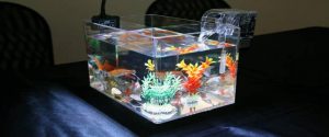 Plexiglass Fish tank